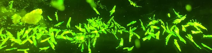 Europium(II)-Pyrazolylborat-Kristalle unter UV-Licht